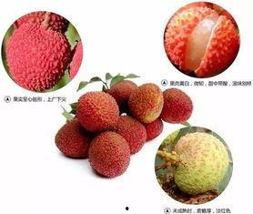 香港明星荔枝图片,甜蜜瞬间，星光熠熠